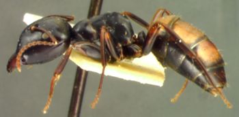 Media type: image; Entomology 8721   Aspect: habitus lateral view